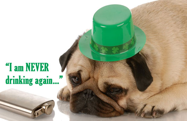 st-patricks-day-pug-hangover