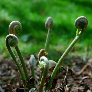 Fiddlehead-Fern