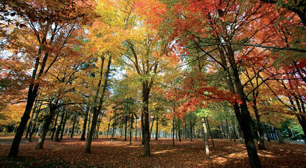 fallleaves