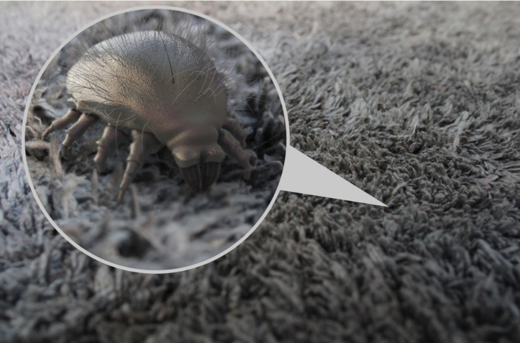 Bed Mites