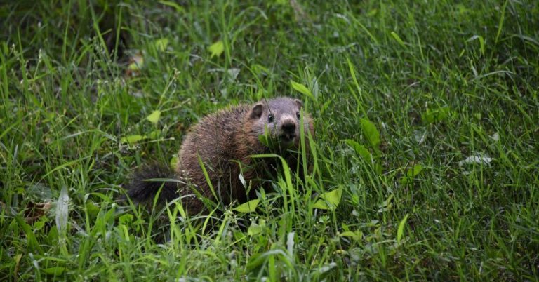 Shubenacadie Sam is being trained to use ZOOM! Groundhog Day will be