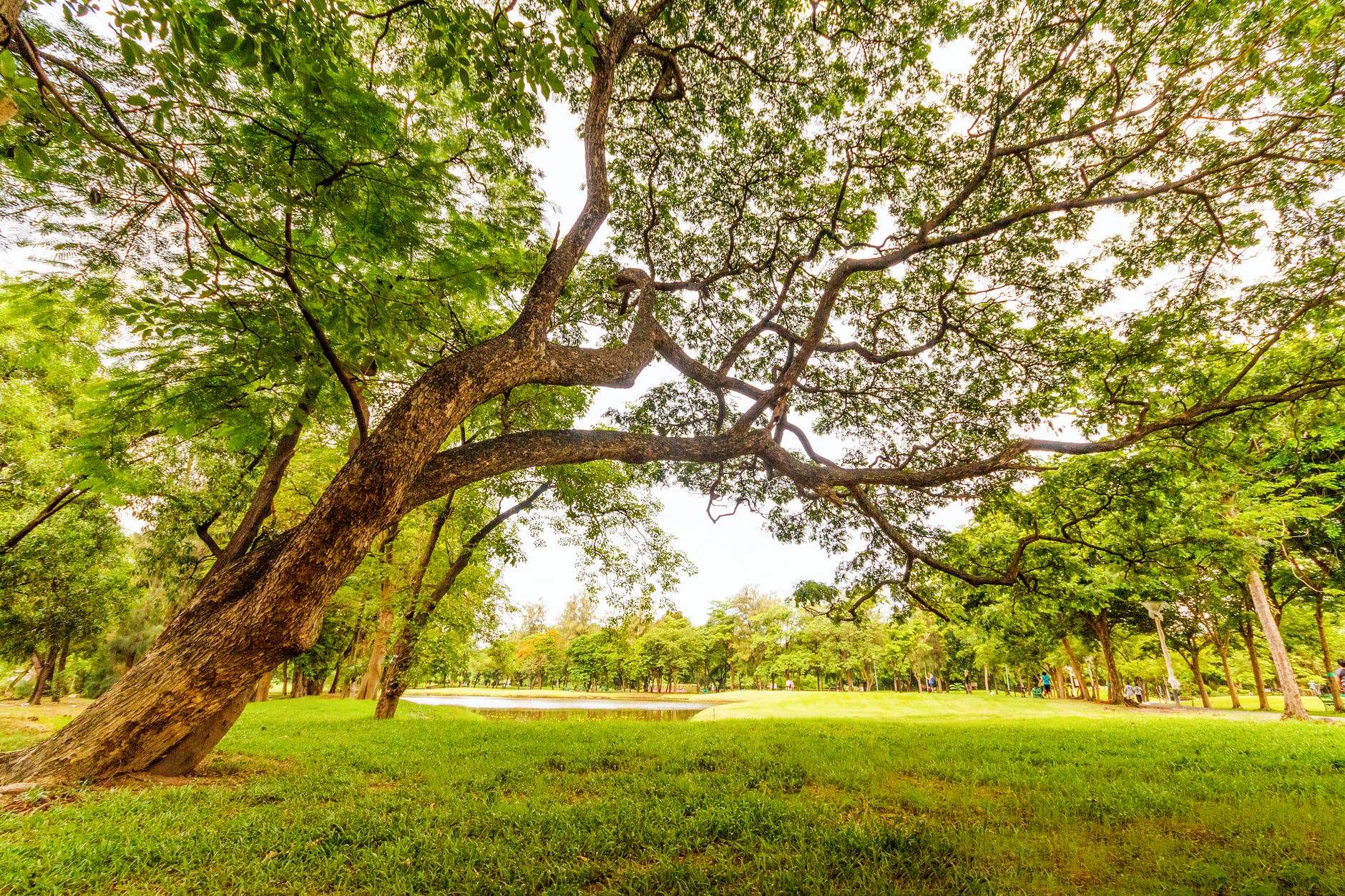 City of Moncton has a Tree Planting Program - Blog - Vimarsana News